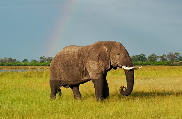 Botswana-Linyanti-Rose-Allen-2023-elephant-with-rainbow