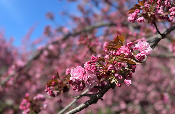 Cherry Blossoms