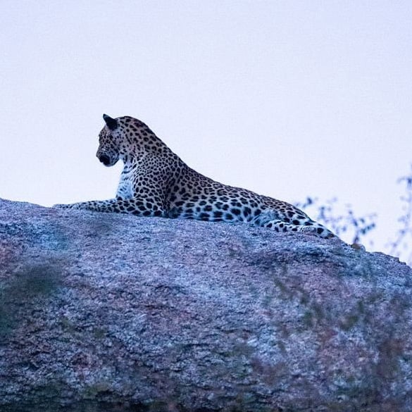 Leopard on a rock